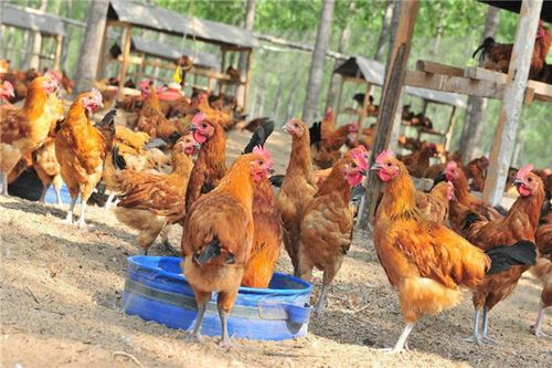 兴农禽业家禽养殖总部实力强大经营轻松