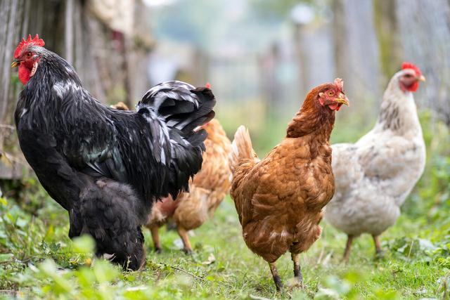 养鸡诀窍有很多,它们能够帮助你提高养鸡的效率,让你的家禽养殖场更加