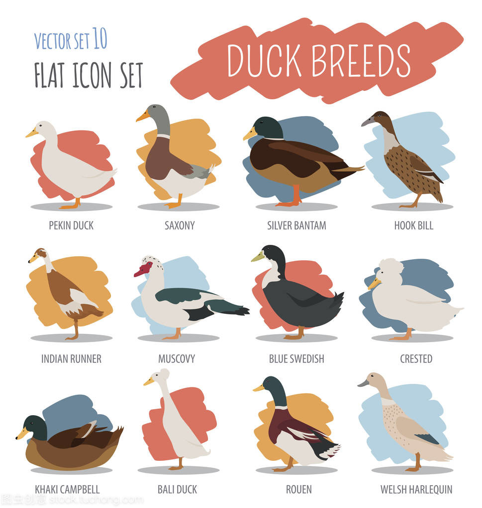 家禽饲养业。鸭品种图标集。平面设计