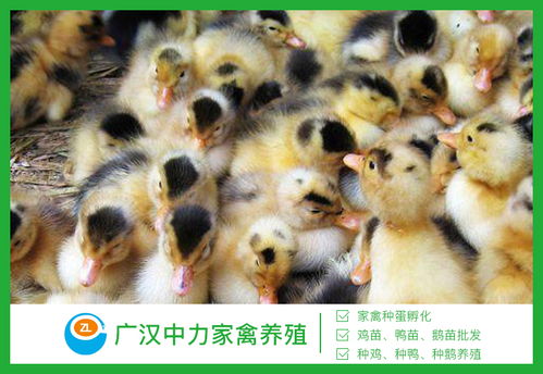 新闻中心 广汉中力家禽养殖有限责任公司